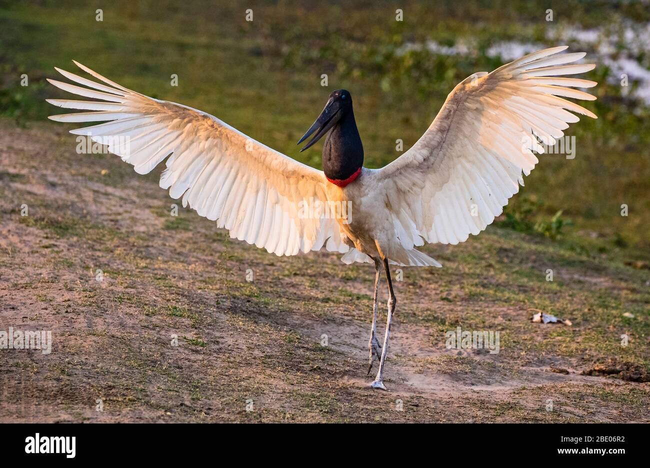 Retrato de Jabiru Stork con alas esparcidos, Pantanal, Brasil Foto de stock