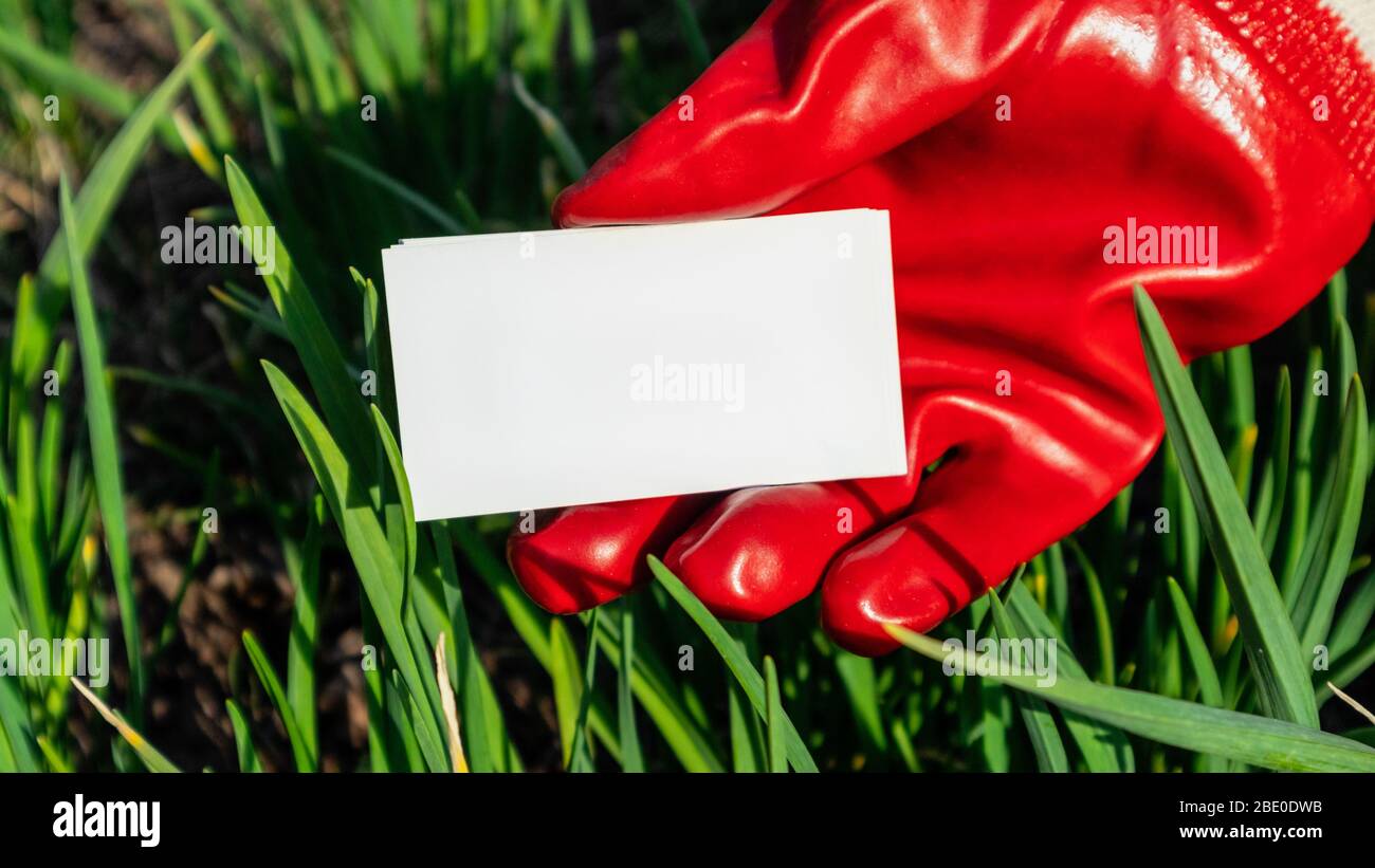 Tarjeta vacía blanca con guantes rojos mano en verde césped jardín creciendo fondo. Escribir espacio en blanco nota soleado primavera tiempo de jardinería Foto de stock