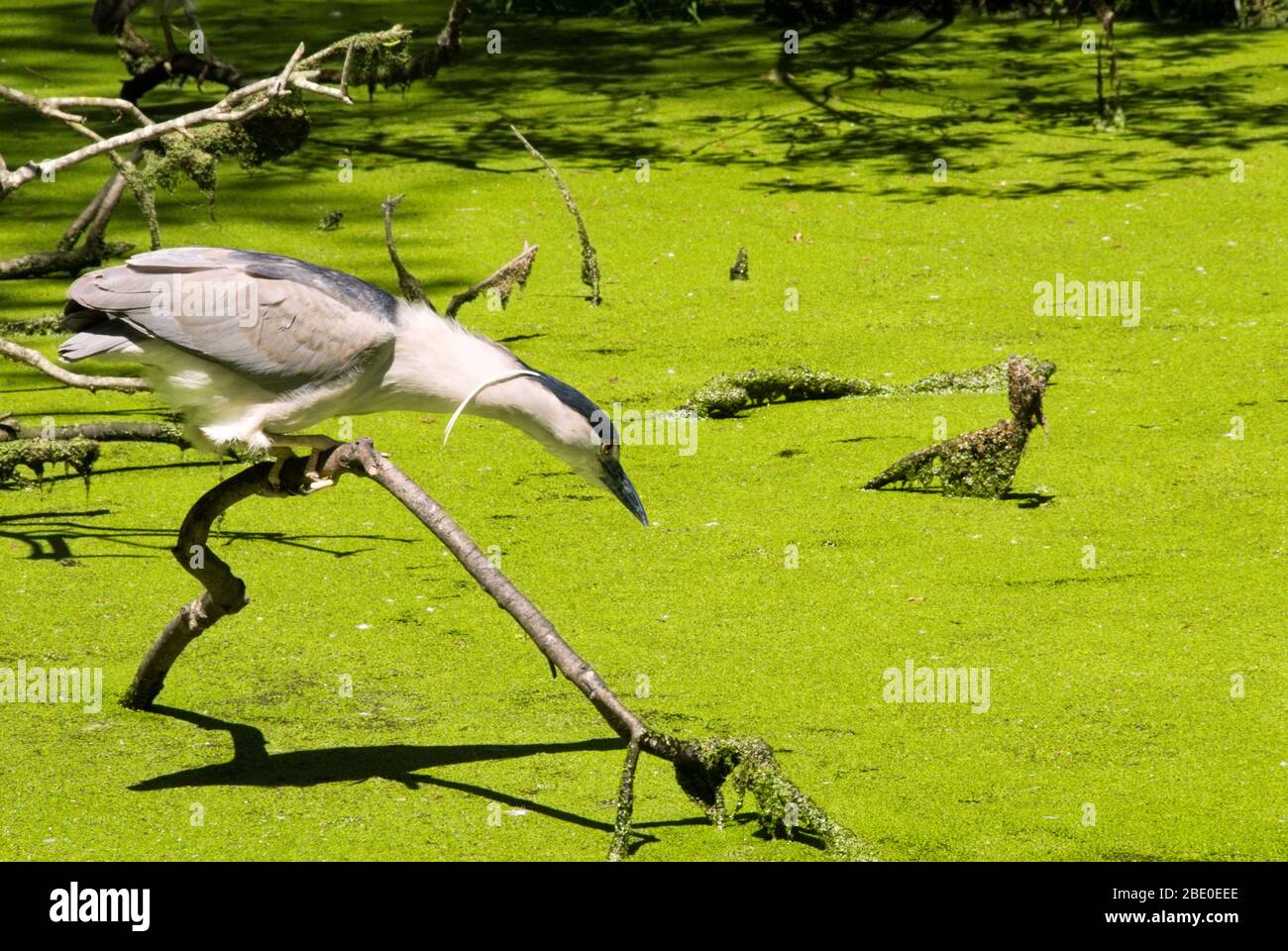 Una garza nocturna con coronado negro está pescando para su cena en un hábitat de humedales de Carolina del Sur. Foto de stock