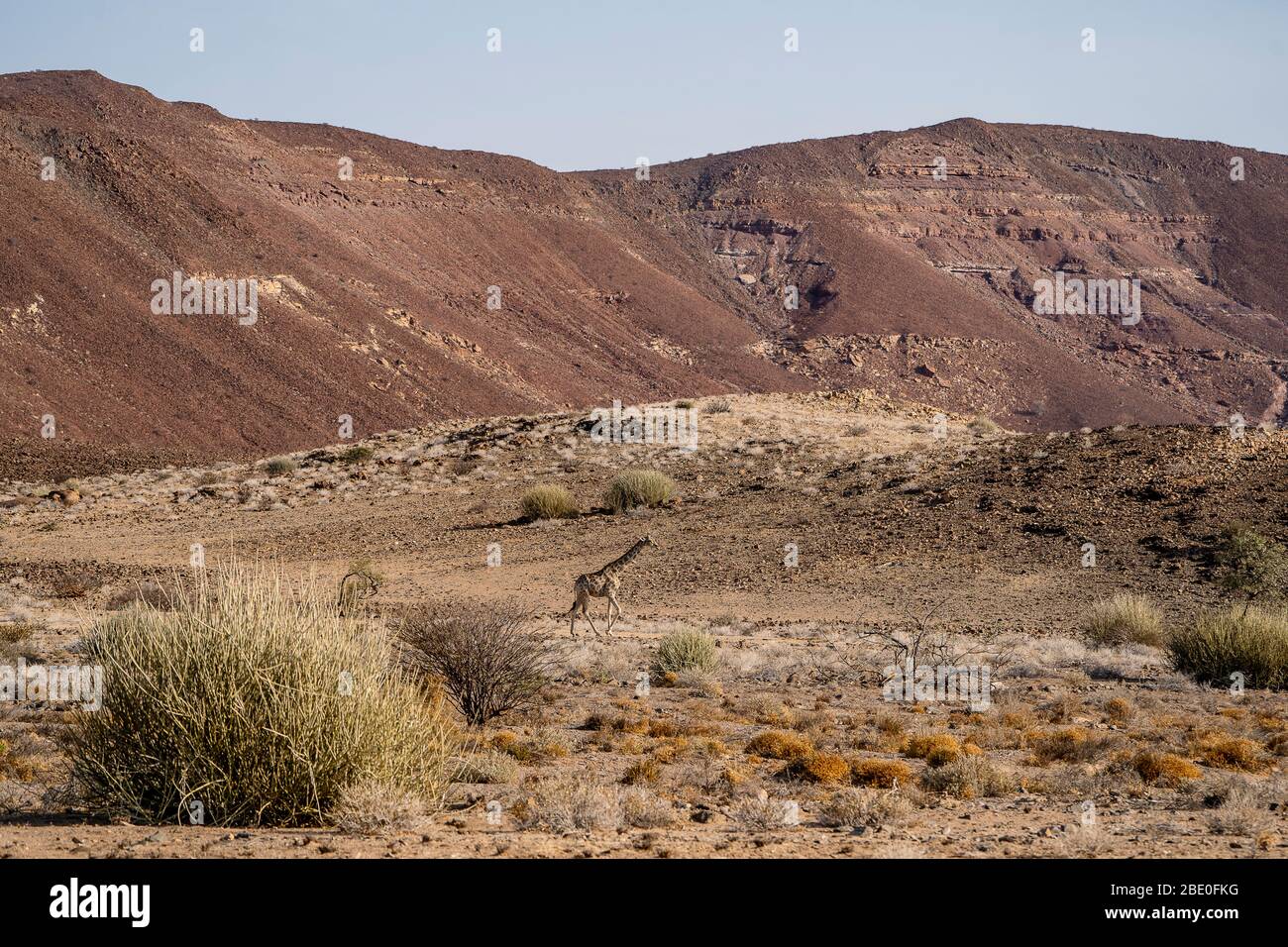 Una jirafa camina en un paisaje árido con colinas rocosas Foto de stock