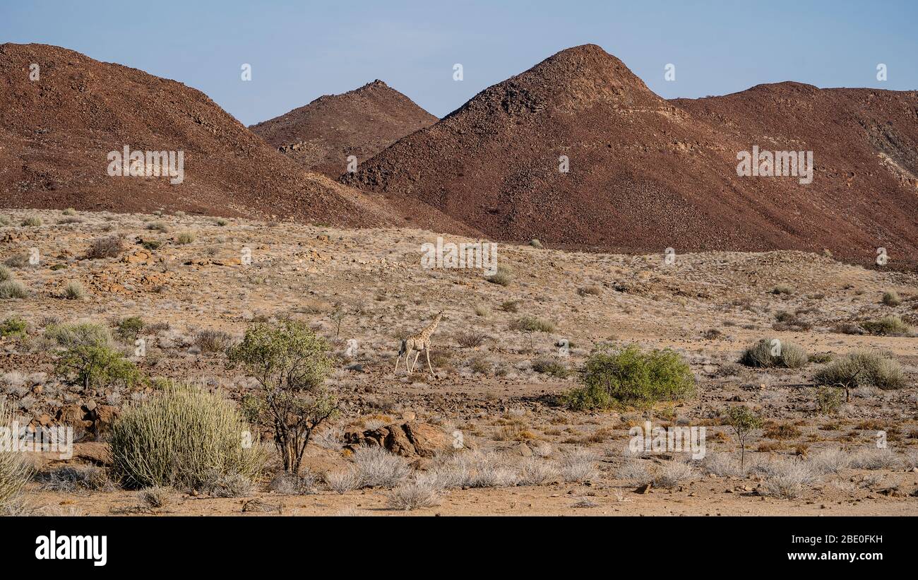 Una jirafa camina en un paisaje árido con colinas rocosas Foto de stock