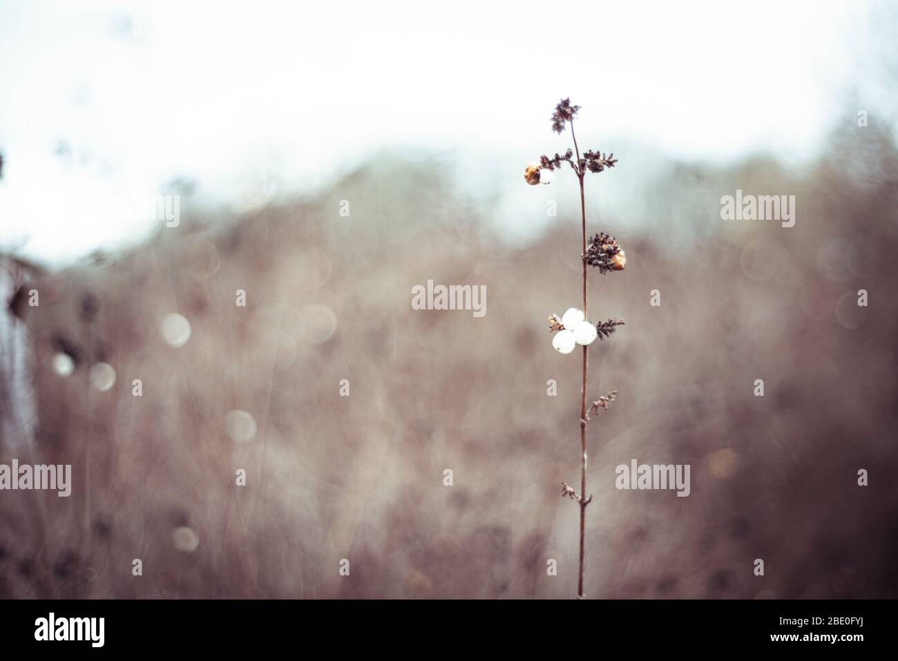 Hierba salvaje invernal con flores diminutas de color óxido en un profundo prado de oro Foto de stock