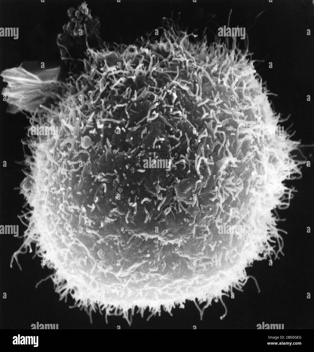 Los macrófagos con superficies de aspecto proyectil interactúan con un linfocito redondeado. Foto de stock