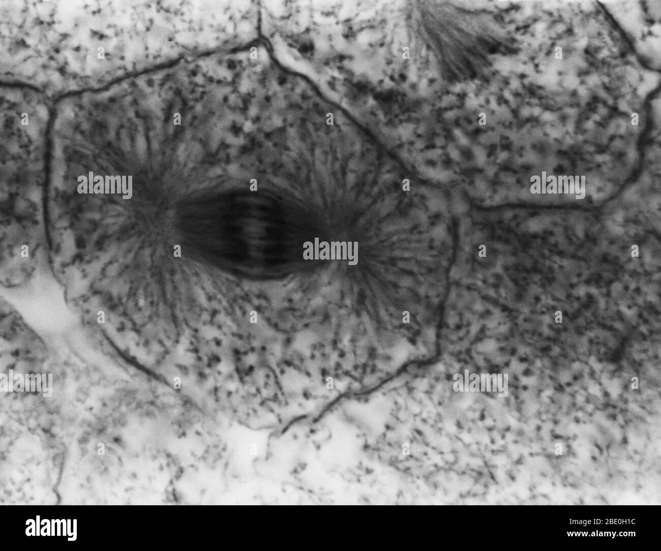 Micrografo ligero que muestra mitosis en blastula blanca, anafasa. No se ha proporcionado ampliación. Mitosis, el método habitual de división celular, caracterizado típicamente por la resolución de la cromatina del núcleo en forma de hilo, que se condensa en cromosomas, cada uno de los cuales se separa longitudinalmente en dos partes, una parte de cada cromosoma que se retiene en cada una de las dos células nuevas que resultan de la célula original. Las cuatro fases principales de la mitosis son la profase, la metafase, la anafase y la telofase. Blastula, un embrión animal en la etapa inmediatamente posterior a la división del óvulo fertilizado Foto de stock