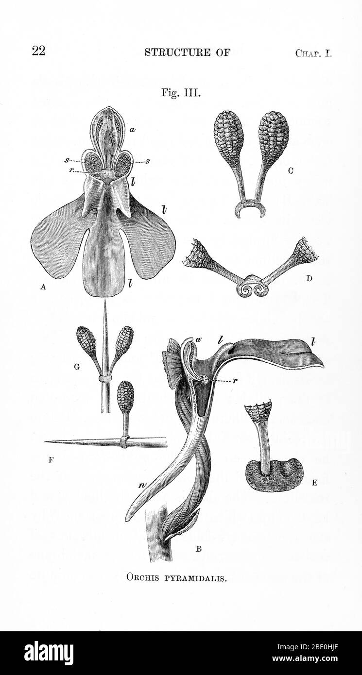 Ilustración de la estructura de Orchis pyramidalis de Charles Darwin 'sobre las diversas formas de cultivo por las que las orquídeas británicas y extranjeras son fertilizadas por insectos: Y sobre los buenos efectos de la intercruzamiento' (1862). Los complejos mecanismos que las orquídeas han evolucionado para lograr la polinización cruzada fueron investigados por Charles Darwin (1809-1882) y descritos en su libro de 1862 fertilización de las orquídeas. Las orquídeas han desarrollado sistemas de polinización altamente especializados, por lo que las posibilidades de ser polinizadas son a menudo escasas, por lo que las flores de orquídeas suelen permanecer receptivas durante períodos muy largos, y la mayoría de las orquídeas Foto de stock