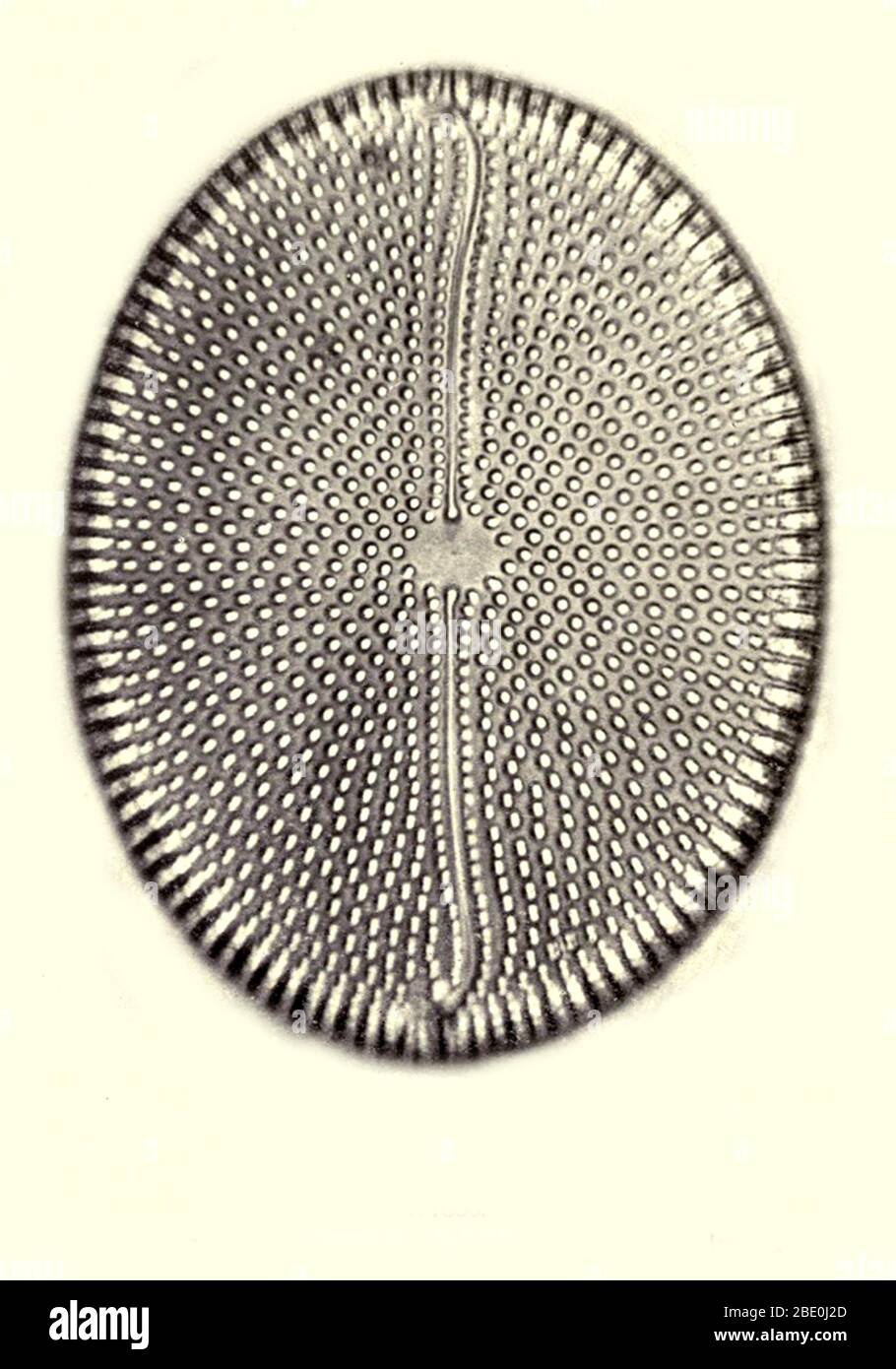 Diatomea, de Bori, Hungría. Ampliación: 1000x. Fotomicrografía realizada por Arthur E Smith a principios de 1900, utilizando un microscopio y una cámara combinados. En 1904, la Royal Society de Londres exhibió al público una serie de fotomicrografías de Smith. Más tarde fueron publicados en 1909 en un libro llamado 'Nature Through Microscope & Camera'. Fueron los primeros ejemplos de fotomicroscopía que muchos habían visto. Foto de stock
