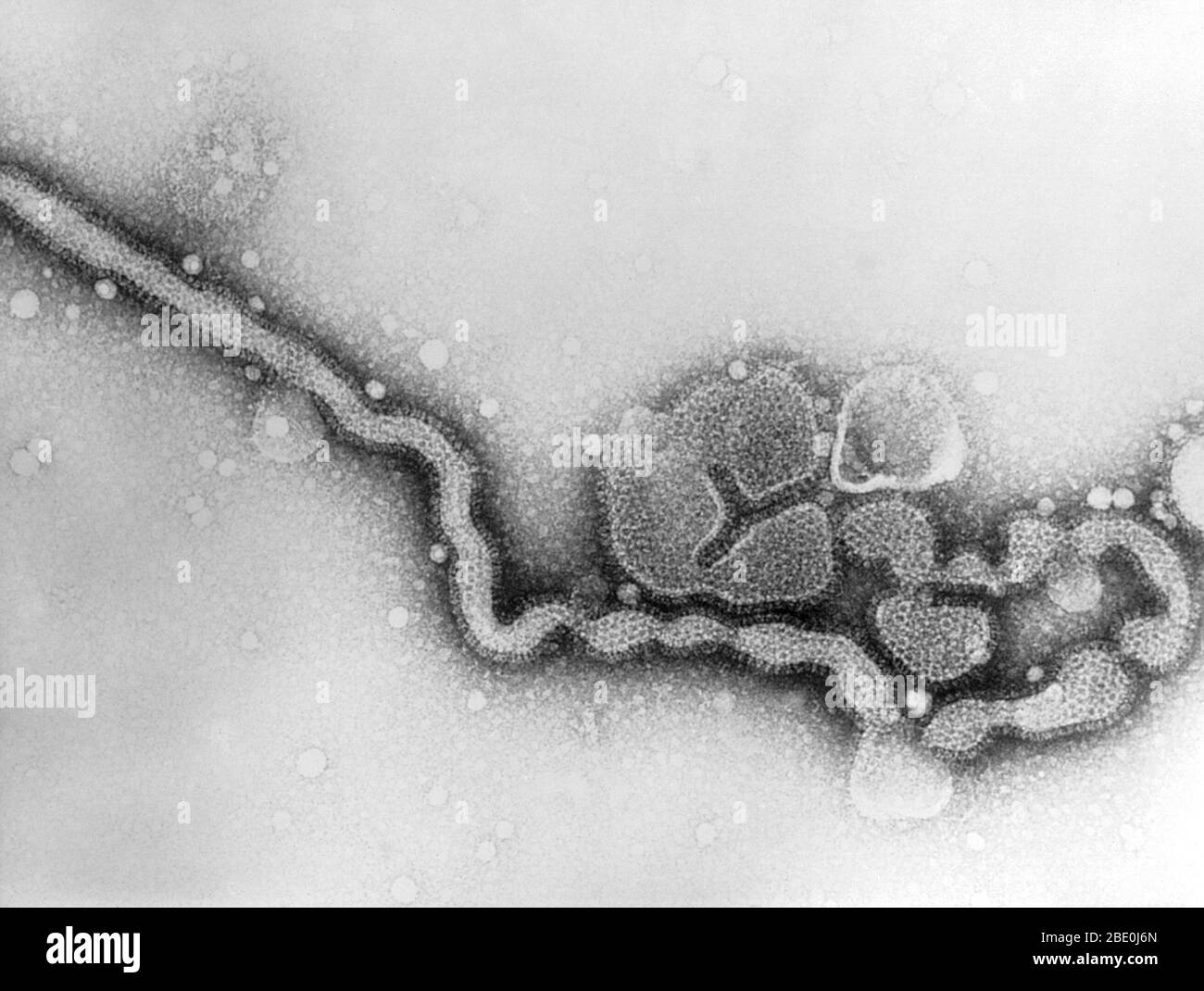 Micrografía electrónica de transmisión (TEM) del virus de la influenza C. Foto de stock