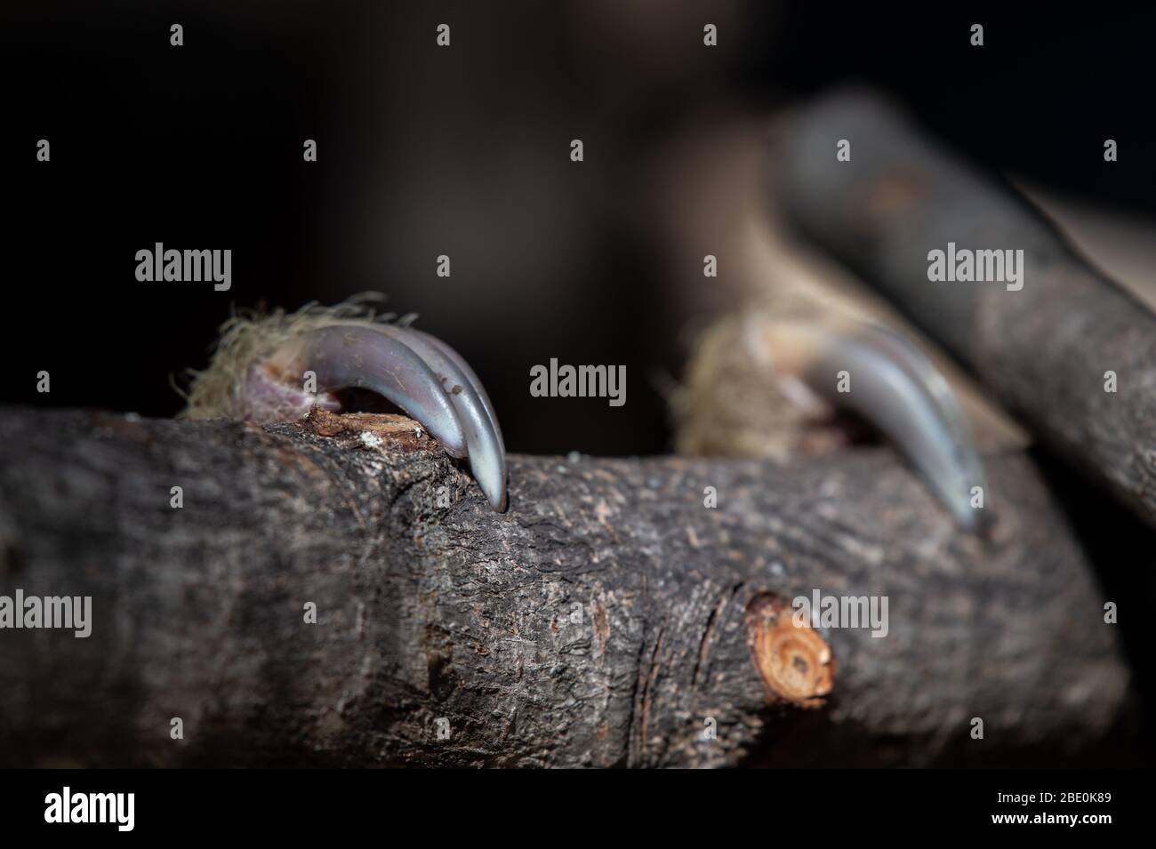 Clavos de Sloth de dos dedos de Hoffman, Chelpus hofmanni, Megalonychidae, Costa Rica, Centroamérica Foto de stock