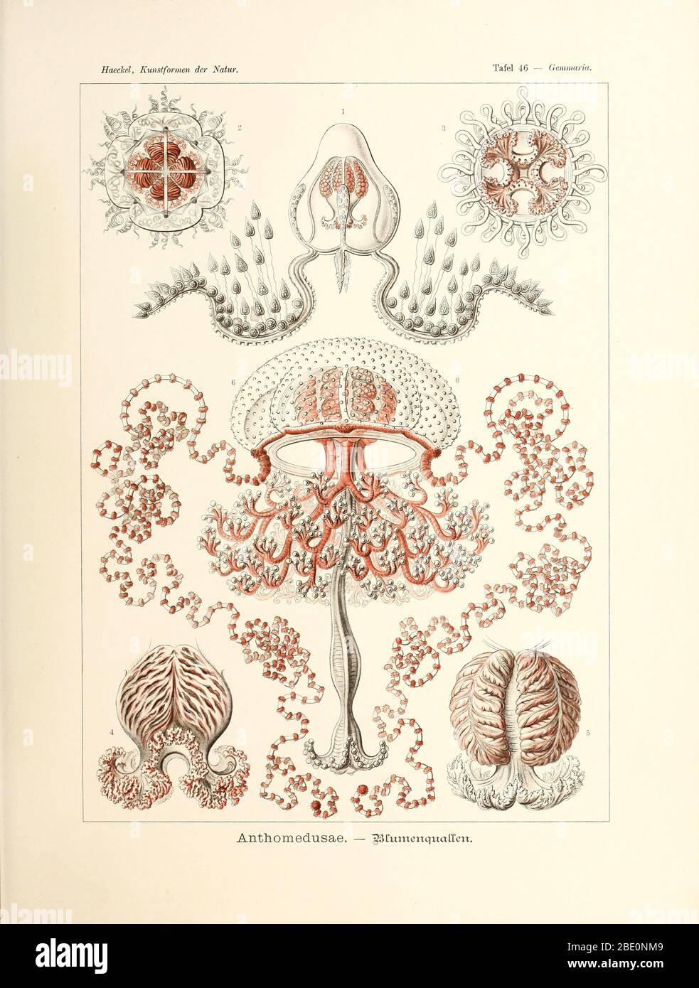 Antomedusa (Antomedusae) de la Kunstformen der Natur de Ernst Haeckel, 1904 Foto de stock