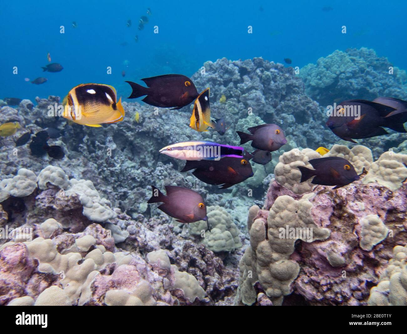 Wrasse, un limpiador hawaiano endémico, y una escuela de peces de arrecife mixto esperando ser limpiados. Foto de stock