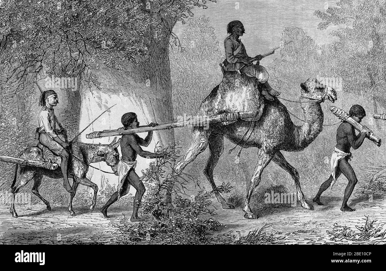 Grabado en madera de dos niños negros jóvenes que son conducidos a la esclavitud. Sus muñecas están atadas a postes de madera, que están adheridos a un camello y un burro. Foto de stock