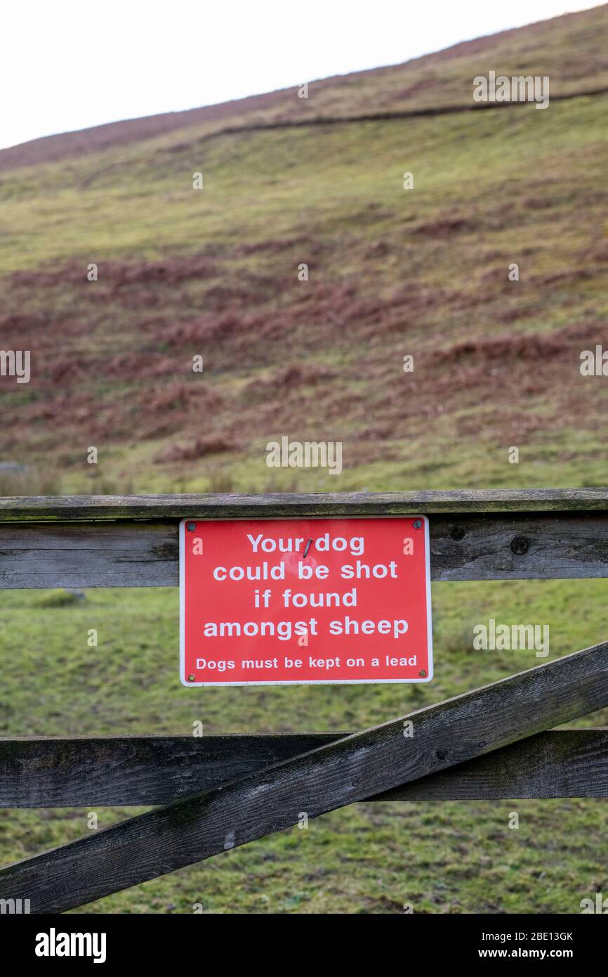 Su perro se pudo disparar si se encuentra entre la señal de advertencia de ovejas en una puerta de la granja. Fronteras escocesas, Escocia Foto de stock