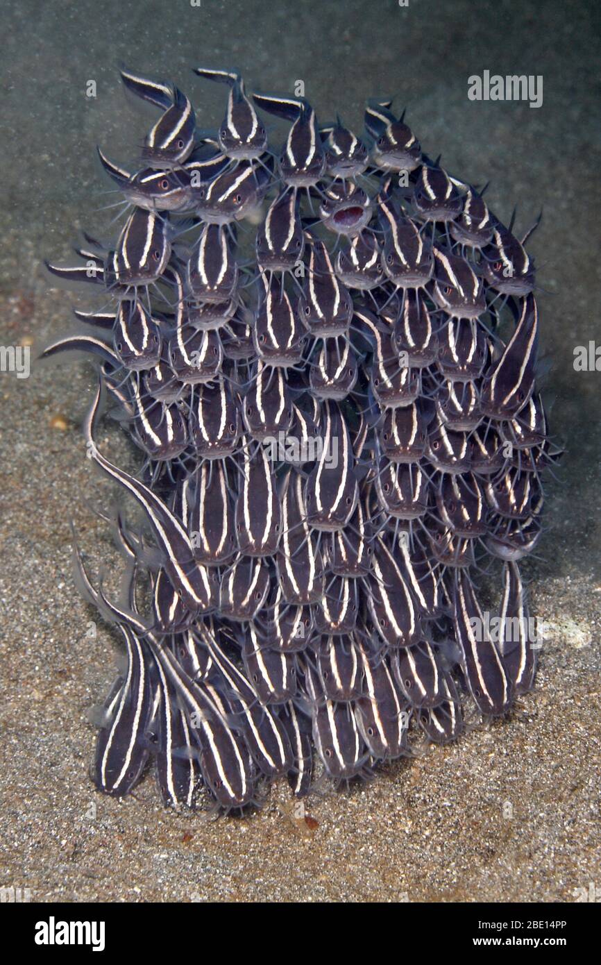 Escuela de Catfish de Coral Marino, Plotosus lineatus. También conocido como pez gato de rayas y pez gato de rayas. Pemuteran, Bali Foto de stock