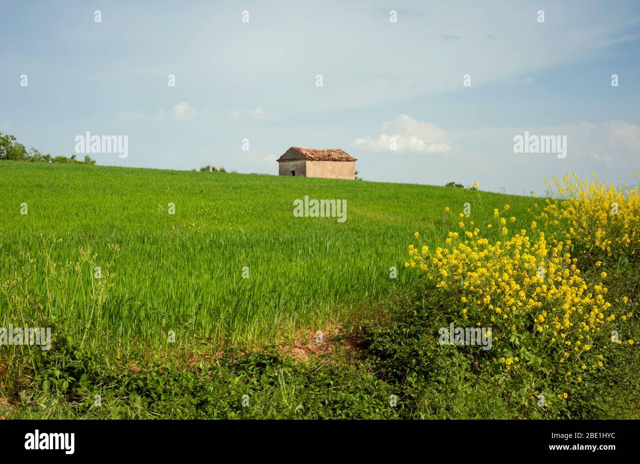 italia, basilicata, campos de trigo y casa rural Foto de stock
