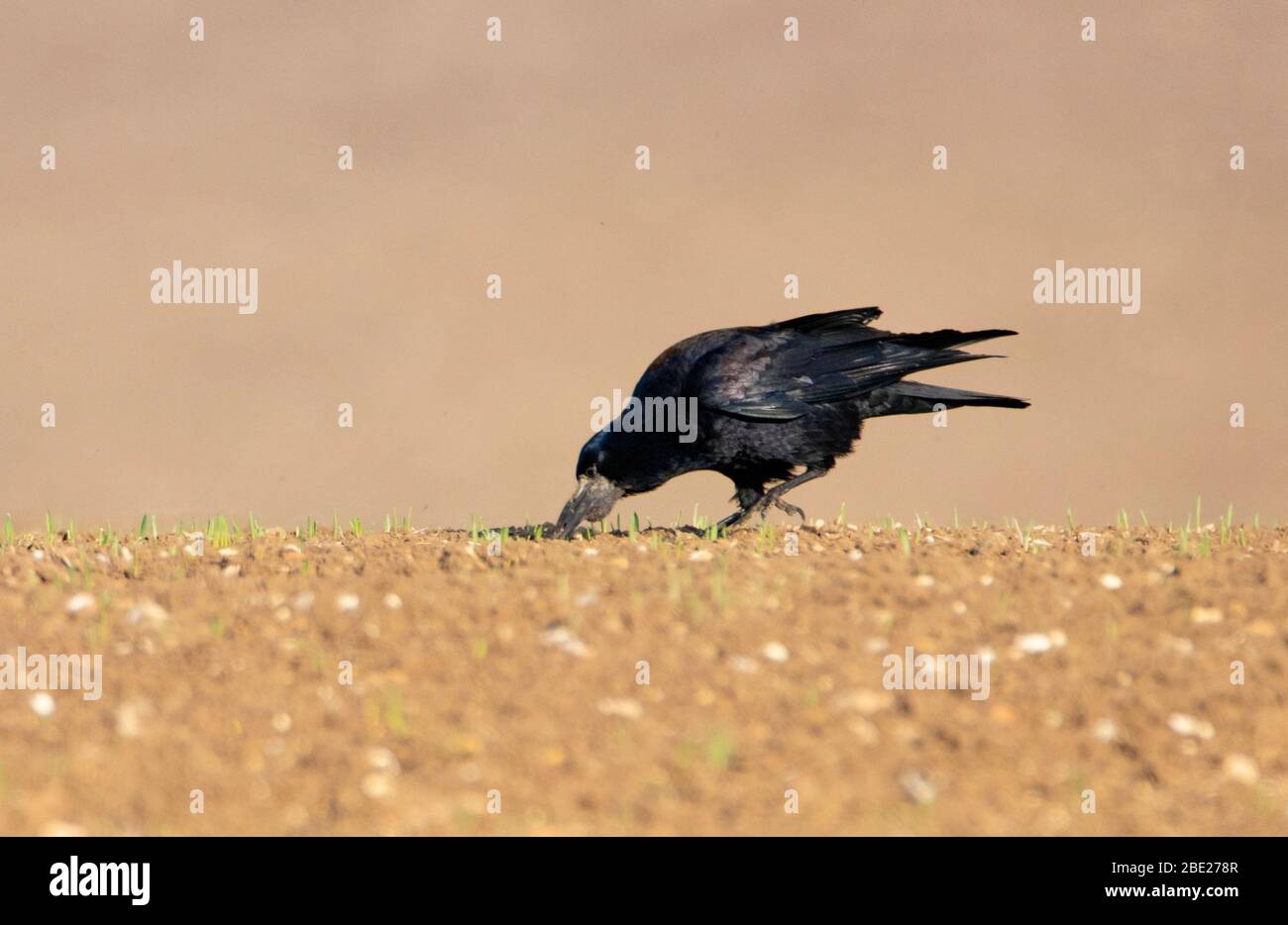 Rook, Corvus frugilegus, corvidae Foto de stock