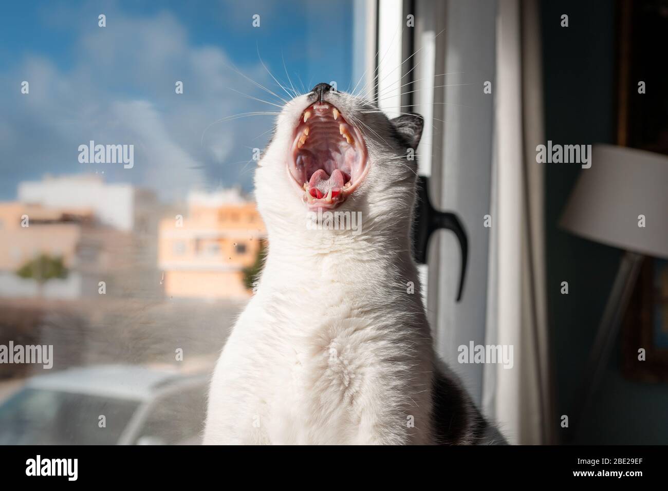 gordo gato negro y blanco por la ventana, abrir la boca para bostezar.  Tartar en los dientes Fotografía de stock - Alamy