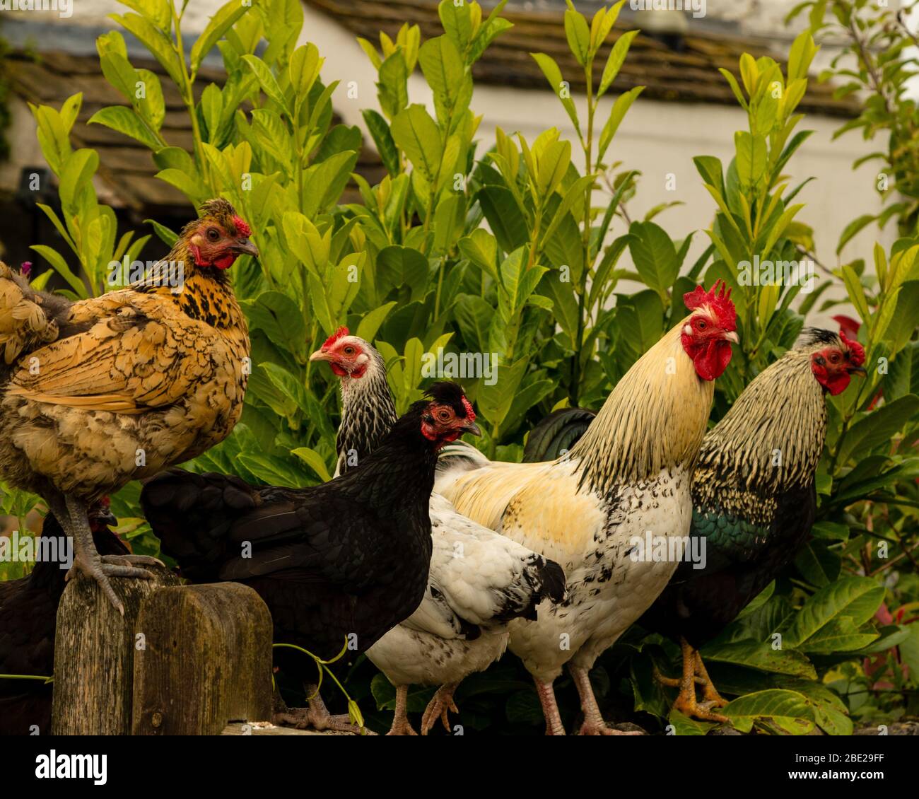Libre gama de pollos de raza rara al aire libre en el campo Foto de stock