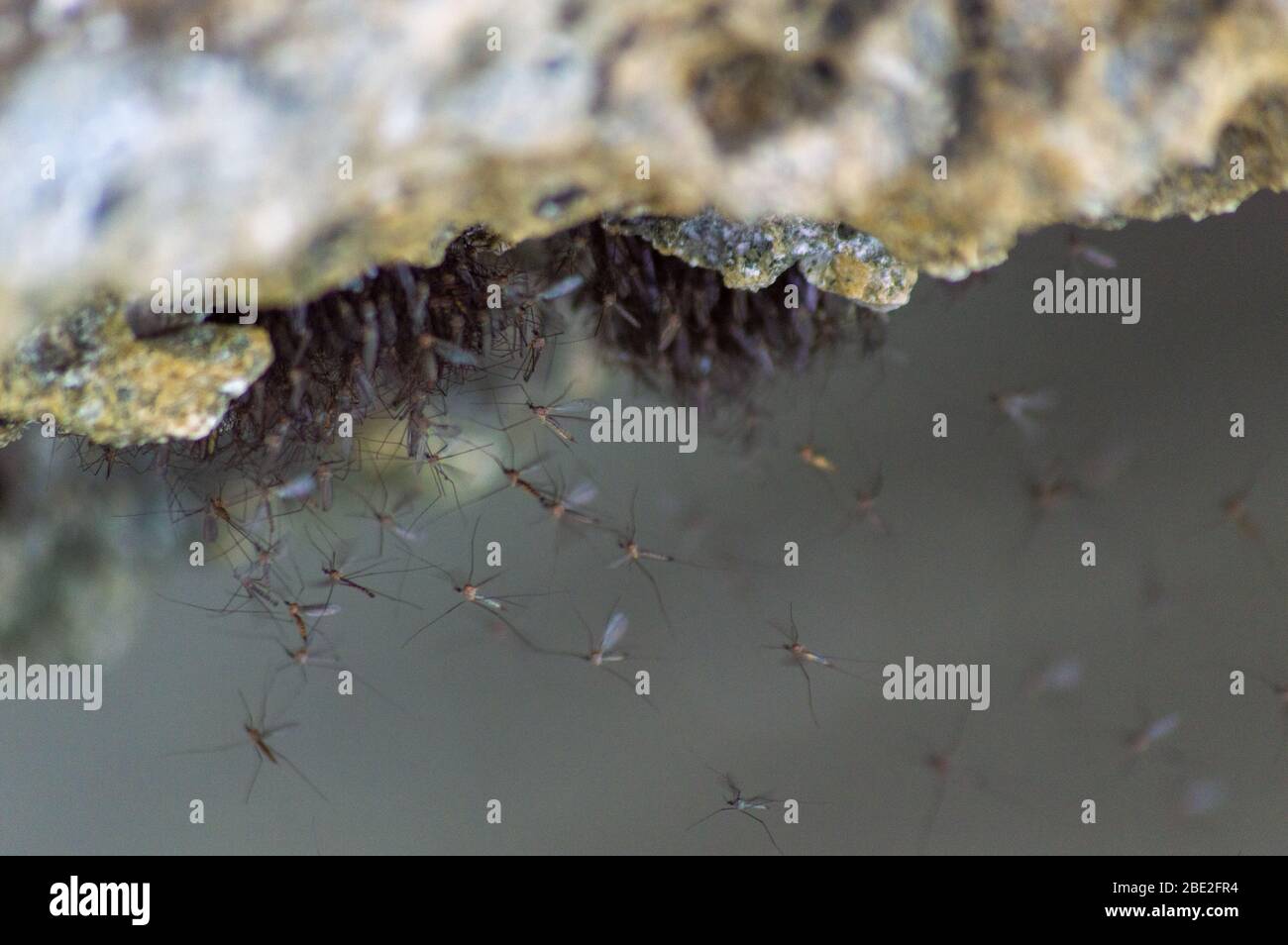 Las moscas nematocerancas anidan para su reproducción bajo una roca caliza en Raja Ampat, provincia de Papúa Occidental, Indonesia Foto de stock