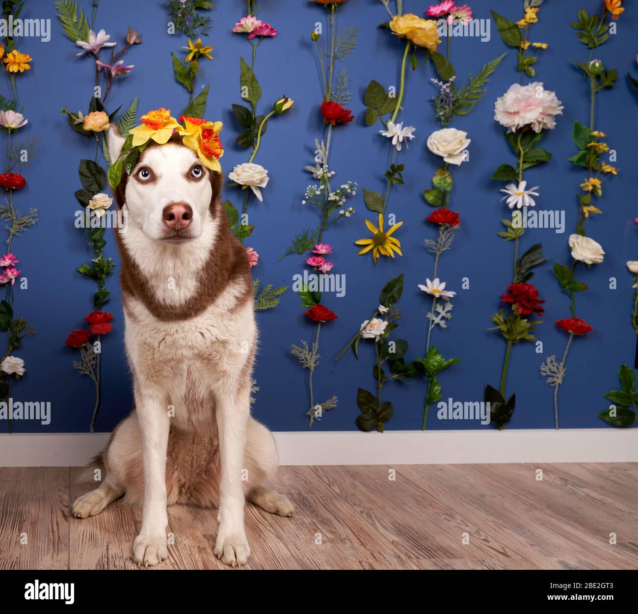 Perros guapos fotografías e imágenes de alta resolución - Página 9 - Alamy