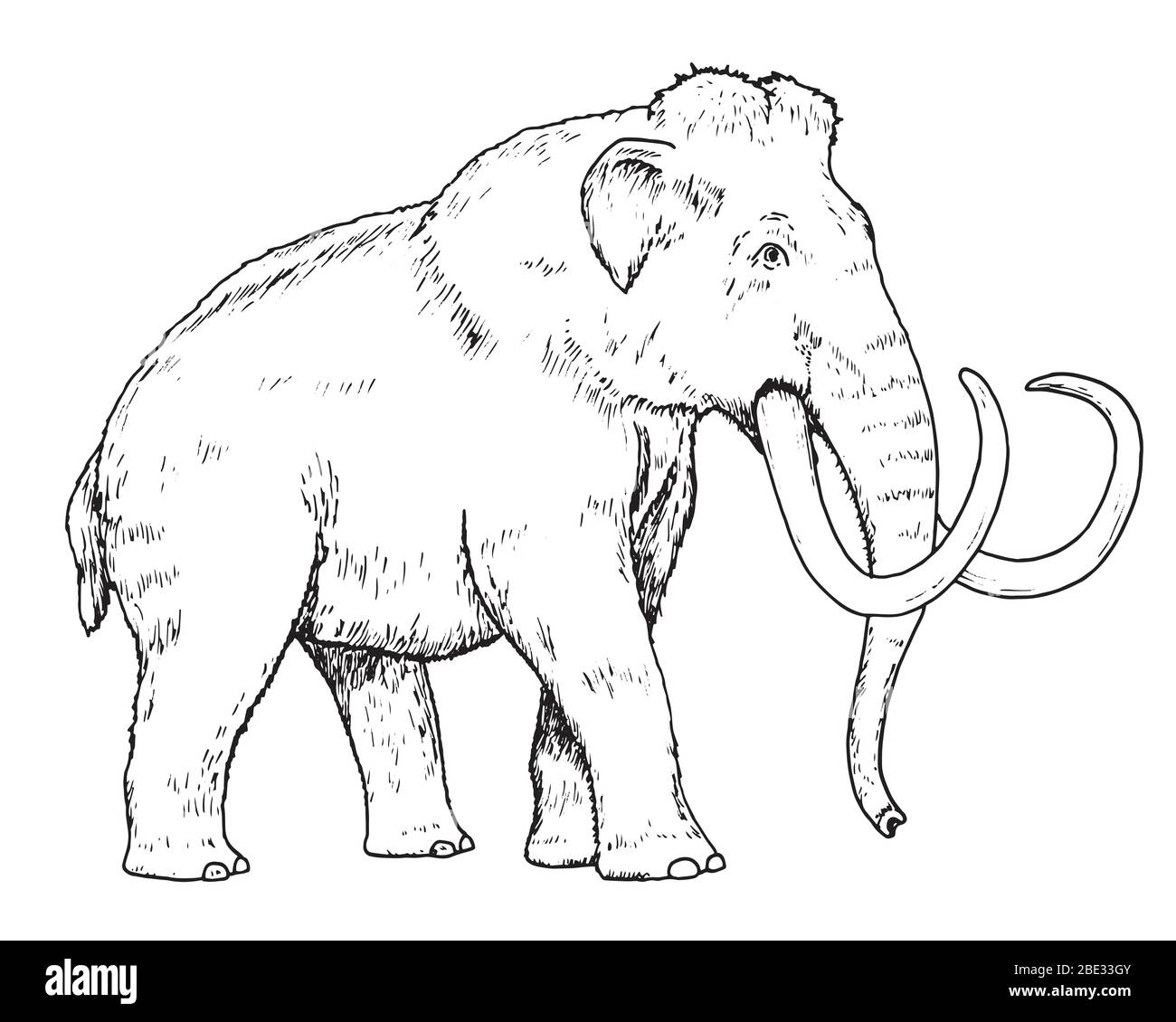 Dibujo de mamuts - dibujo a mano de Mammuthus primigenius, ilustración en  blanco y negro Imagen Vector de stock - Alamy
