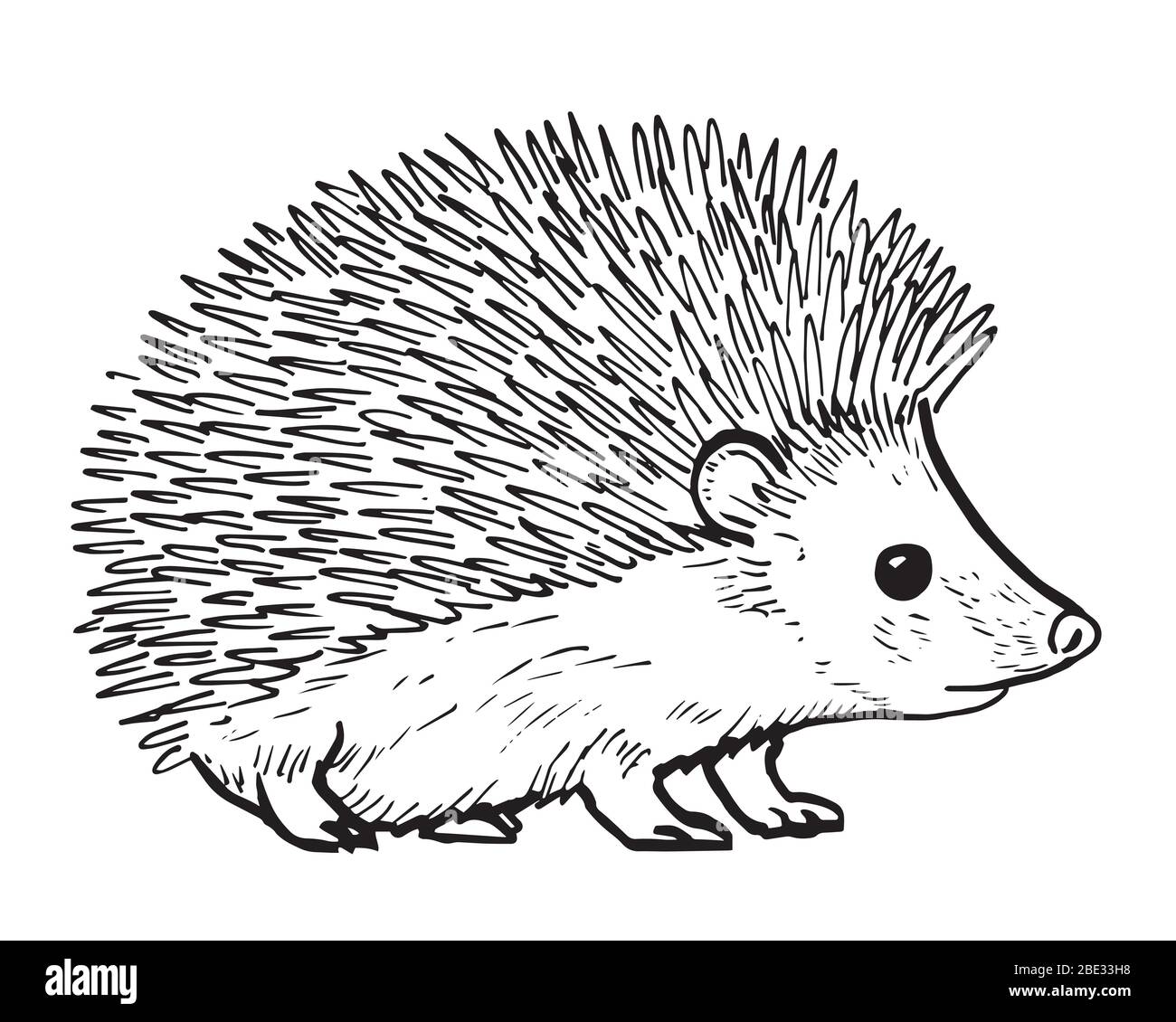 Dibujo de hedgehog - dibujo manual de mamífero, ilustración en blanco y  negro Imagen Vector de stock - Alamy