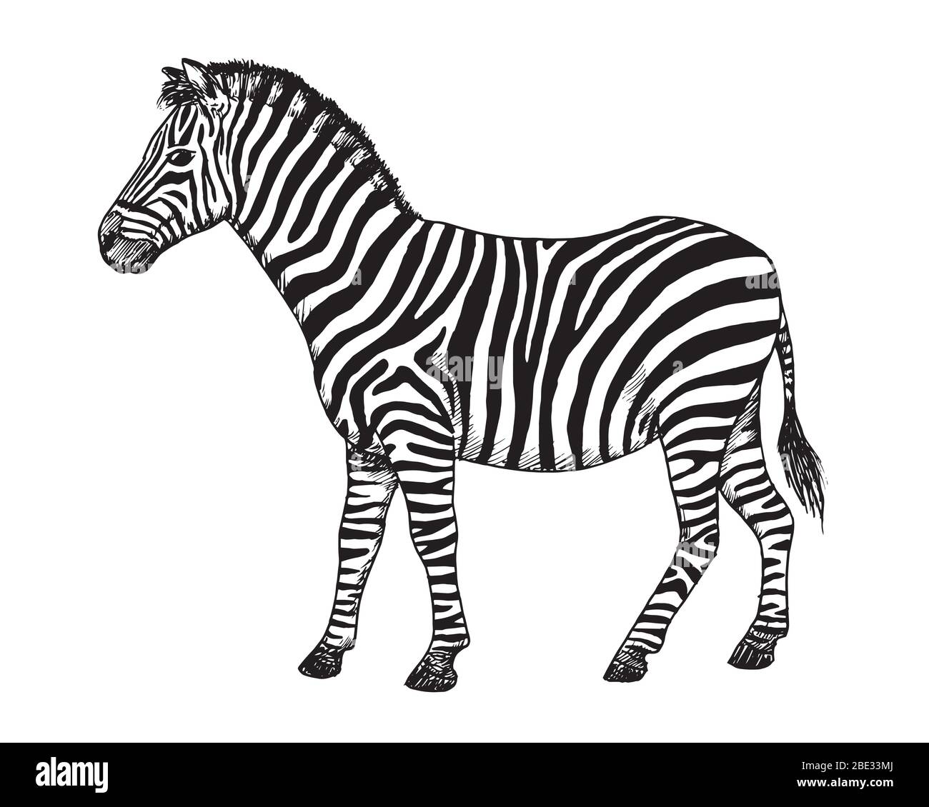 Dibujo de cebra. Dibujo de Equus quagga, mamífero africano, ilustración en blanco y negro Imagen Vector de stock - Alamy Dibujo de cebra. Dibujo de Equus quagga, mamífero africano, ilustración en blanco y negro Imagen Vector de stock - Alamy