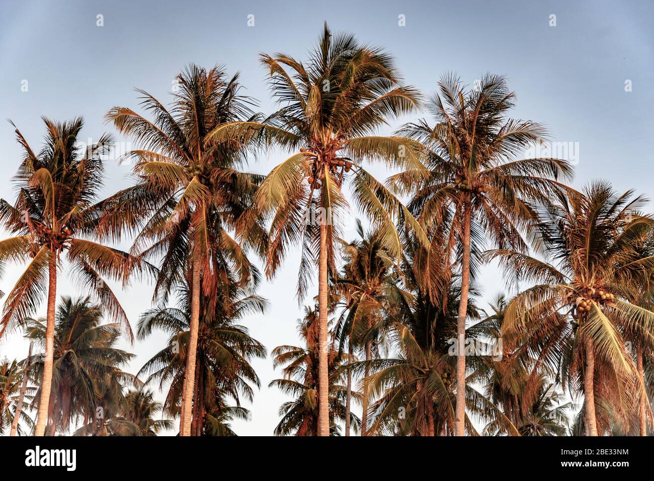 Algunas palmeras en la playa de Nacpan Foto de stock