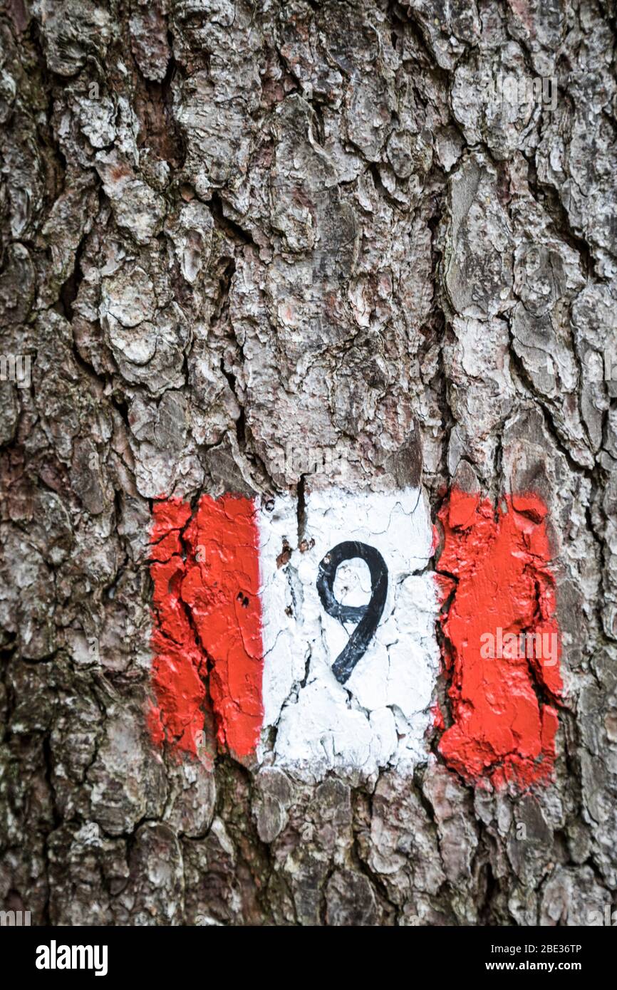 Número pintado en un árbol en los Dolomitas italianos para identificar el sendero o camino. Foto de stock