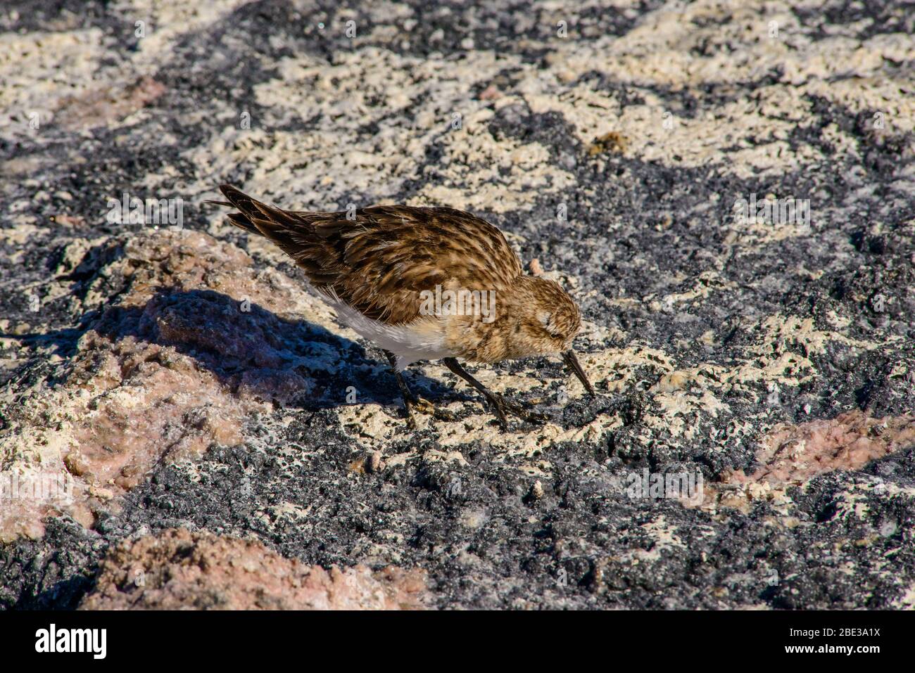 Chelo de la puna, laguna Chaxa, desierto de Atacama, Chile Foto de stock