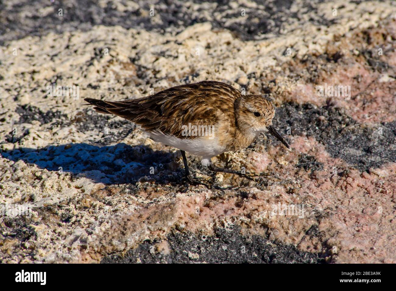 Chelo de la puna, laguna Chaxa, desierto de Atacama, Chile Foto de stock