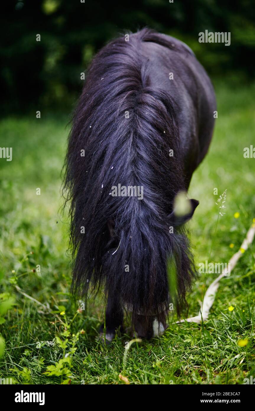 Bonito pony con mane largo en el parque natural, disfrutando de buen tiempo, la vida es buena Foto de stock