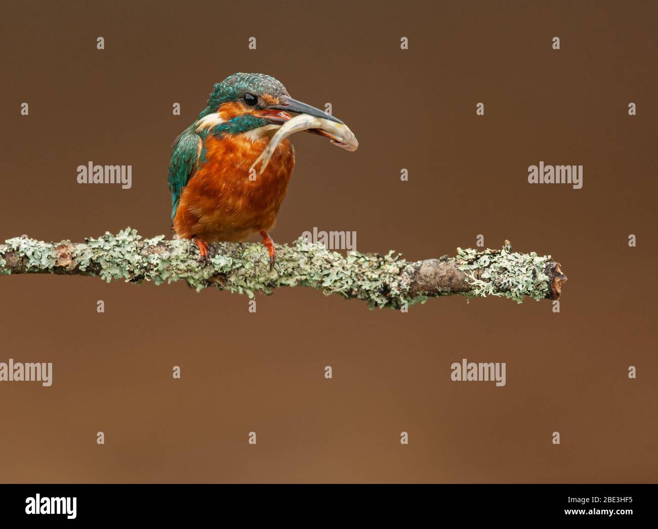 Kingfisher Europeo en su hábitat en el campo Británico Foto de stock