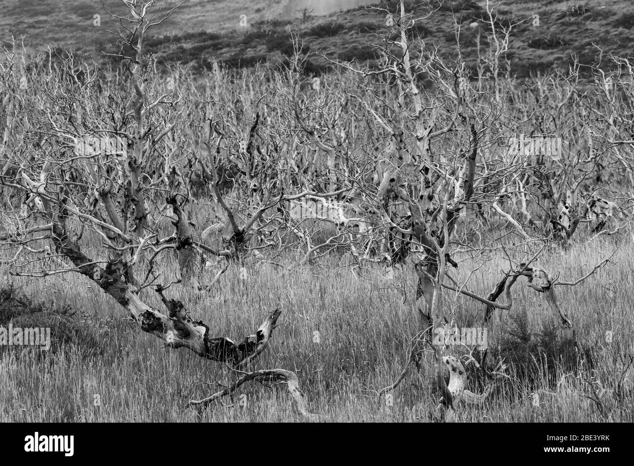 Árboles muertos en el Parque Nacional Torres del Pine, Patagonia, Chile Foto de stock