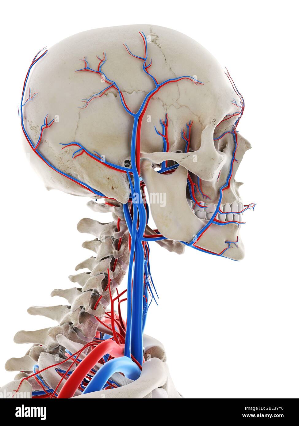 Vasos sanguíneos de la cabeza, ilustración Fotografía de stock - Alamy