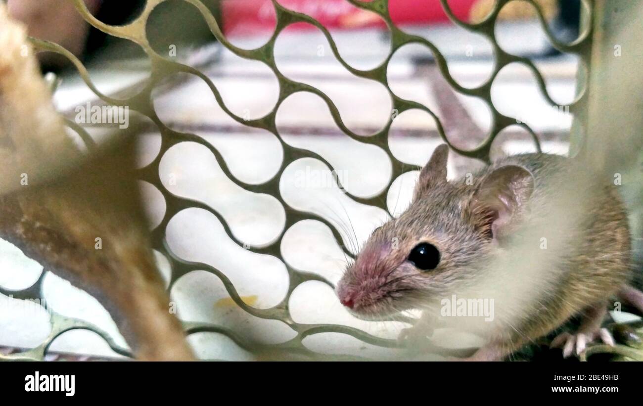 Un pequeño ratón atrapado en un primer plano de una jaula de metal Foto de stock