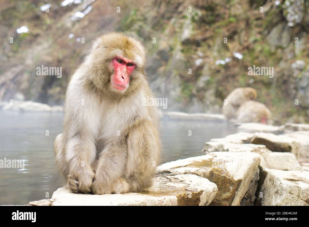 El parque de monos Jigokudani ofrece a los visitantes la experiencia única de ver monos salvajes bañándose en un manantial natural. El parque tiene una piscina artificial. Foto de stock