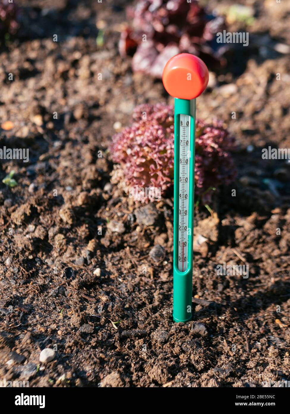 alma Hermanos Psiquiatría Termómetro de suelo que mide la temperatura en primavera Fotografía de  stock - Alamy
