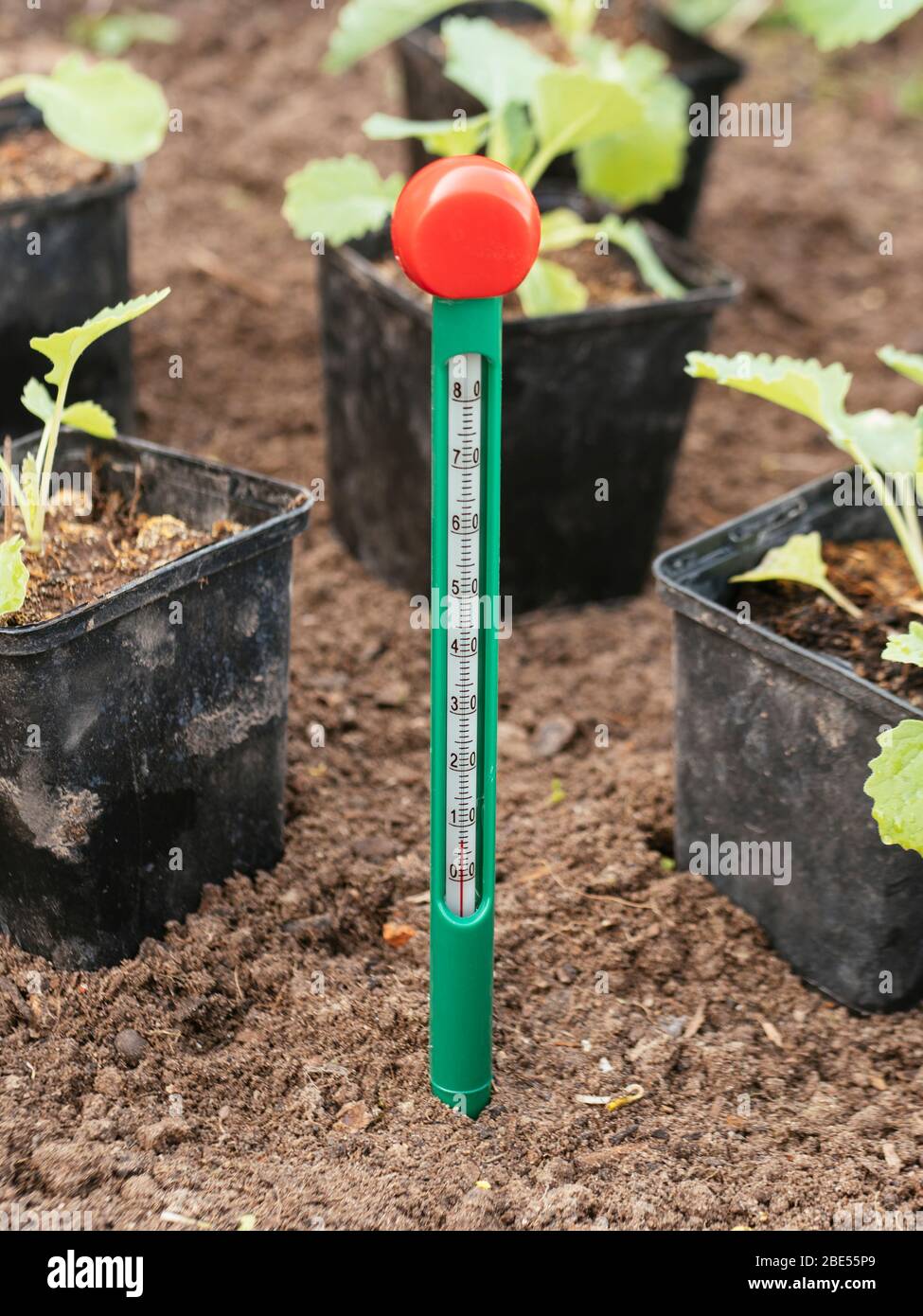 Termómetro de suelo que mide la temperatura en primavera Fotografía de  stock - Alamy