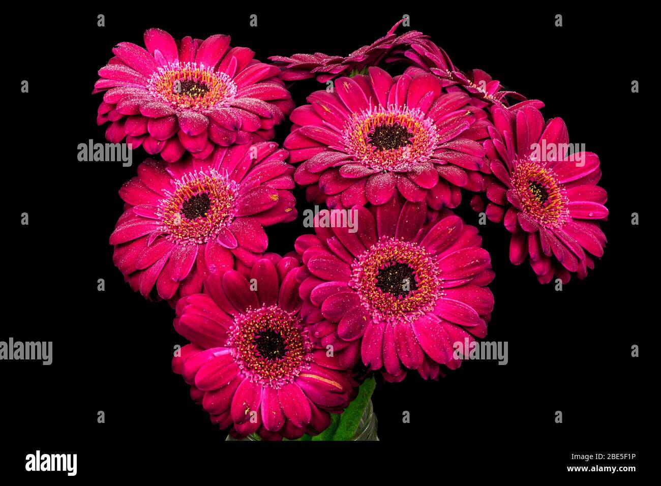 Cerise Germini Fotos E Imagenes De Stock Alamy