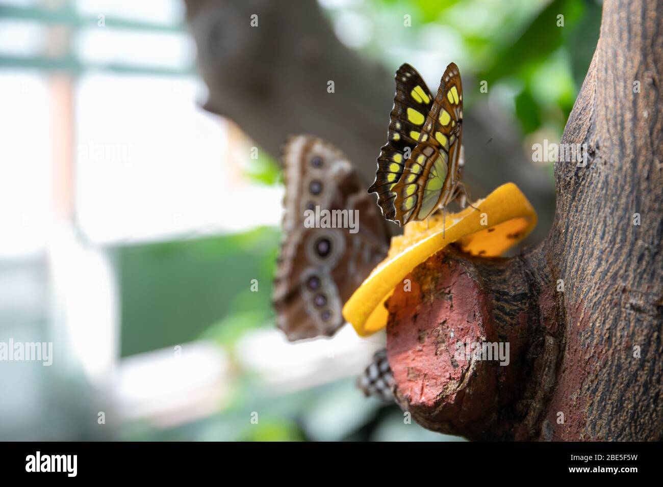 Hermosa mariposa con alas verdes. Imagen hermosa Foto de stock