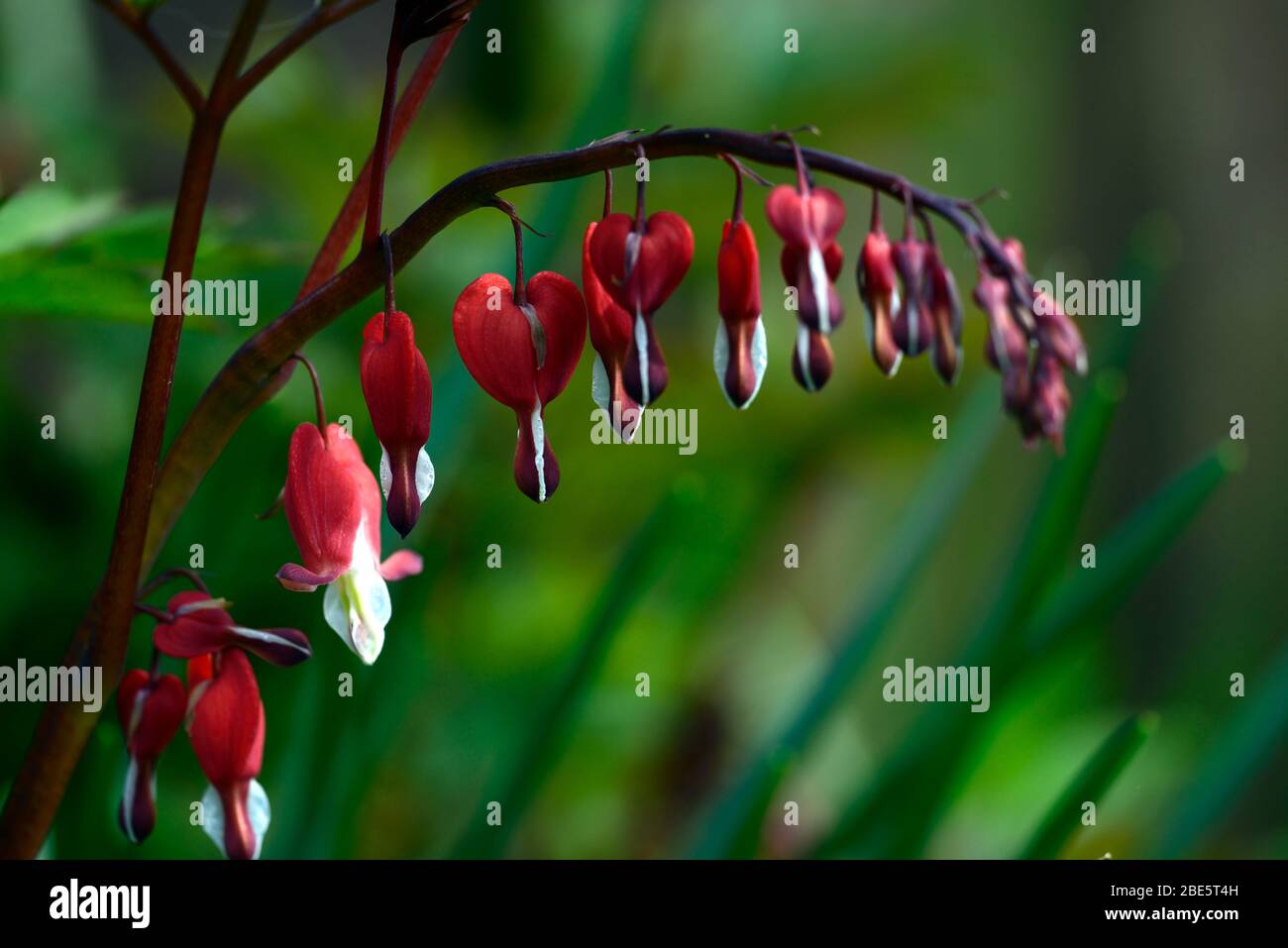 Lamprocapnos spectabilis valentine,dicentra spectabilis valentine,Primavera, corazón rojo flores floreadas,floración,sombra,jardín arbolado, h Foto de stock