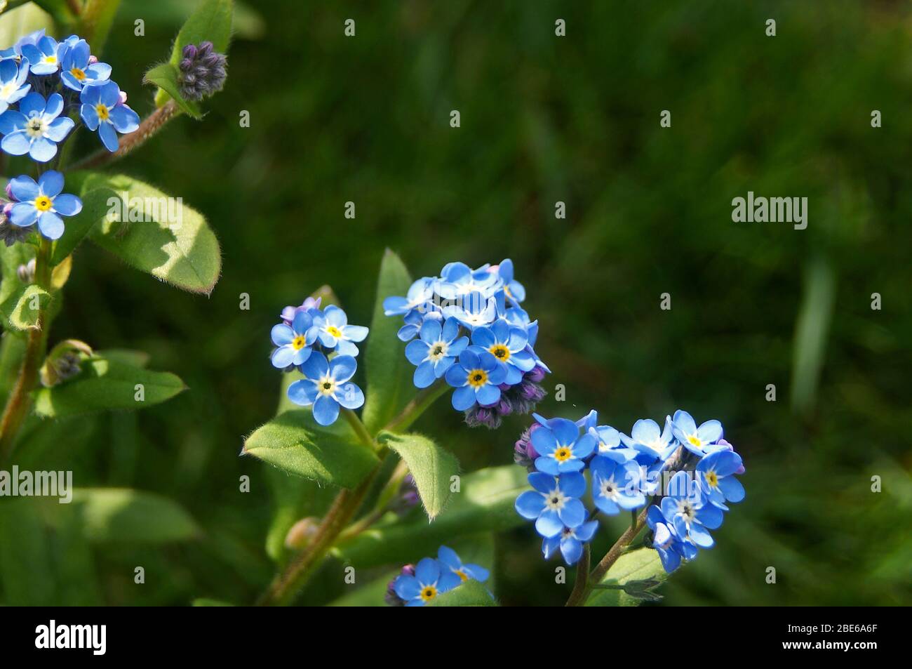 Small Dark Blue Flowers Fotos E Imagenes De Stock Alamy