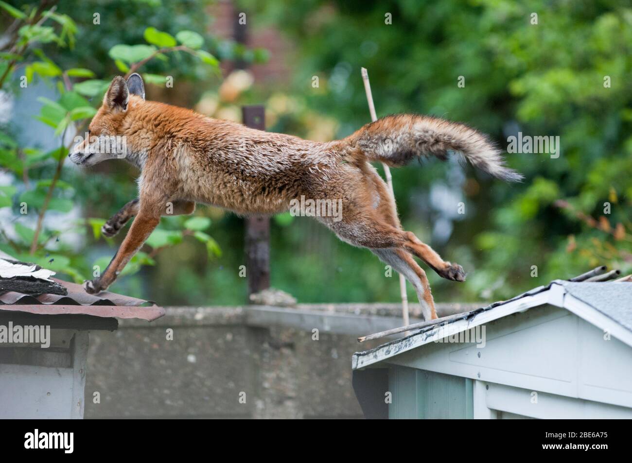 Hombre adulto Red Fox, vulpes vulpes, saltando a través de cobertizos de jardín, Londres, Reino Unido Foto de stock