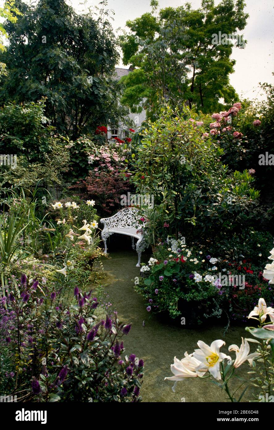 Banco blanco de hierro jardín con lirios horrangea, rosas y hebe. Foto de stock