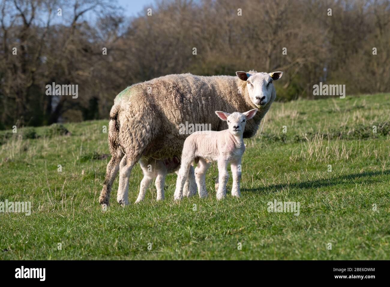 Ovejas y corderos en una granja en North Yorkshire, Reino Unido. Foto de stock