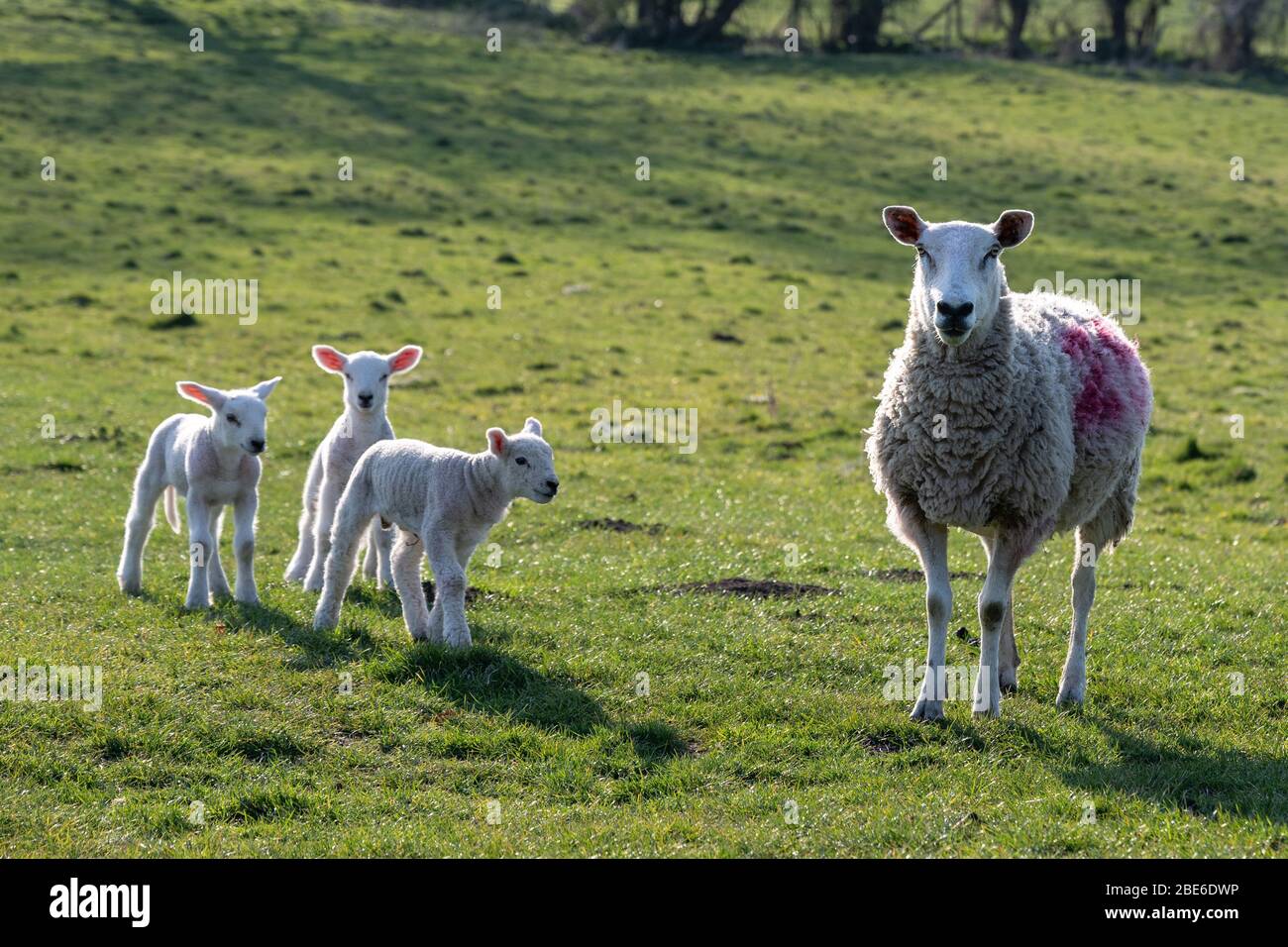 Ovejas y corderos en una granja en North Yorkshire, Reino Unido. Foto de stock