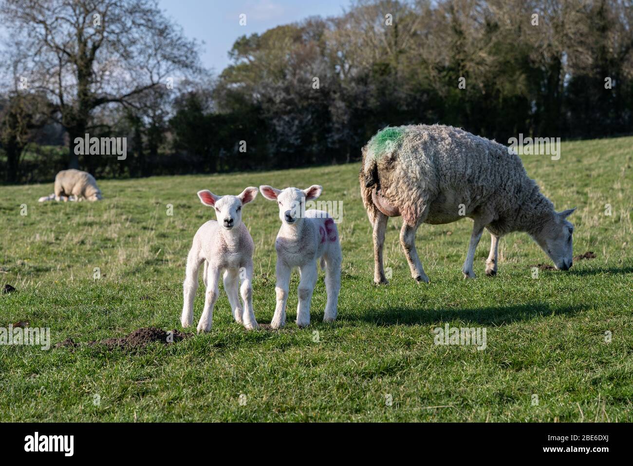 Ovejas y corderos en una granja en North Yorkshire, Reino Unido. Foto de stock