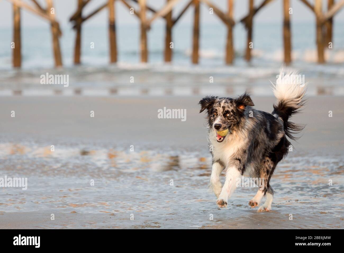 Un perro jugando a buscar a lo largo de la playa Foto de stock
