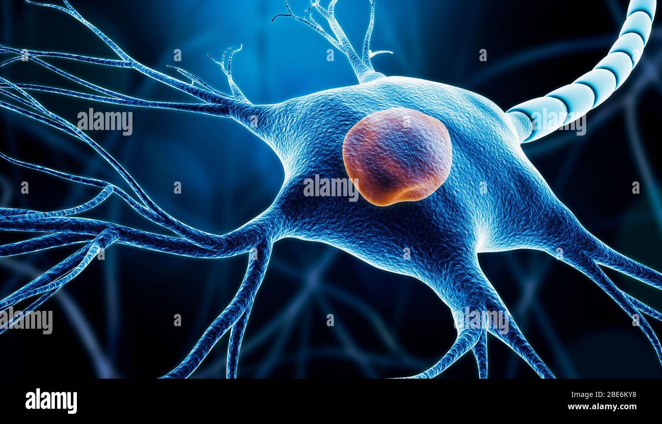 Cierre de un soma neuronal o de células nerviosas con núcleo, mielina y dendritas imagen de representación 3D sobre fondo azul. Neurociencia, microbiología, Foto de stock