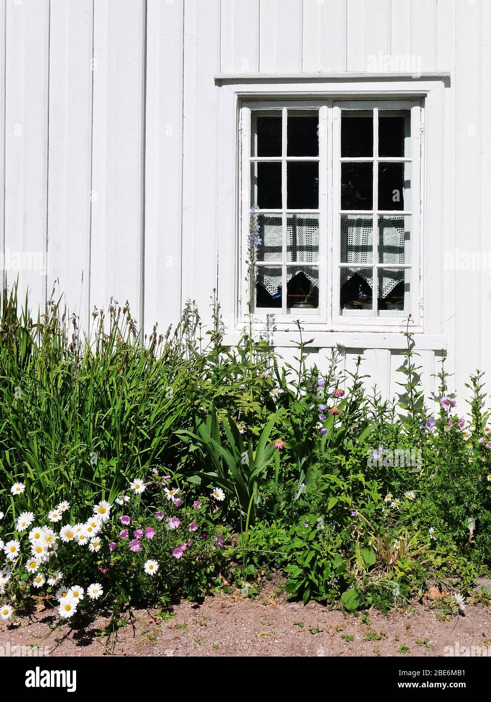 Plantas verdes y flores creciendo frente a la fachada de madera blanca con una ventana, vista rústica Foto de stock